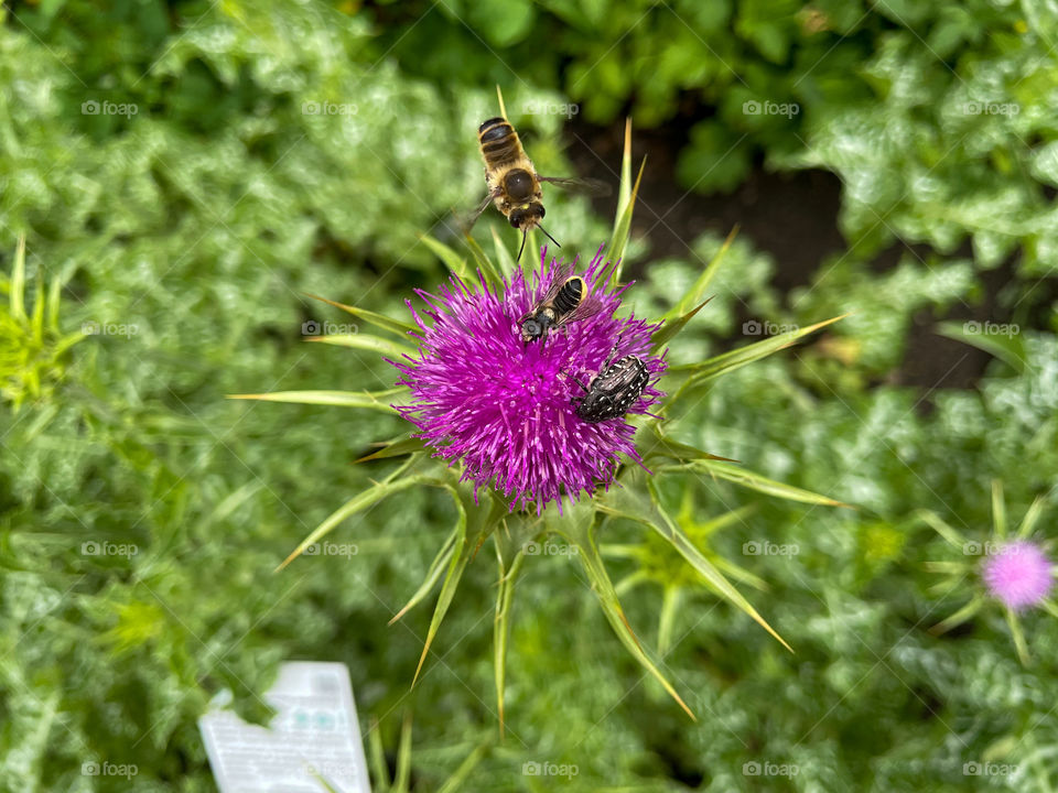 Bees on milk thistle bloom.