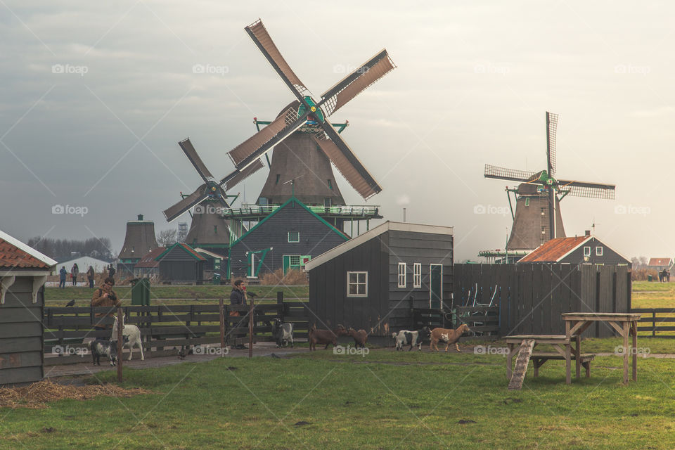 North Holland windmills