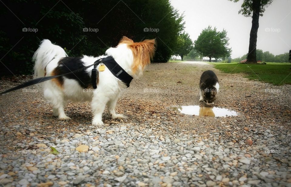 Papillion dog on a leash on a country rock road watching a tabby cat drink out of a puddle after a spring rain