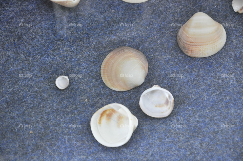 seashells