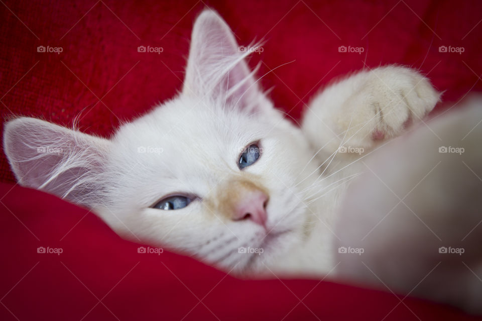 Kitten looking at camera