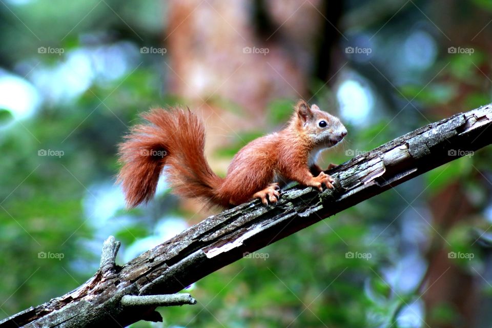 Red squirrel on a branch :)