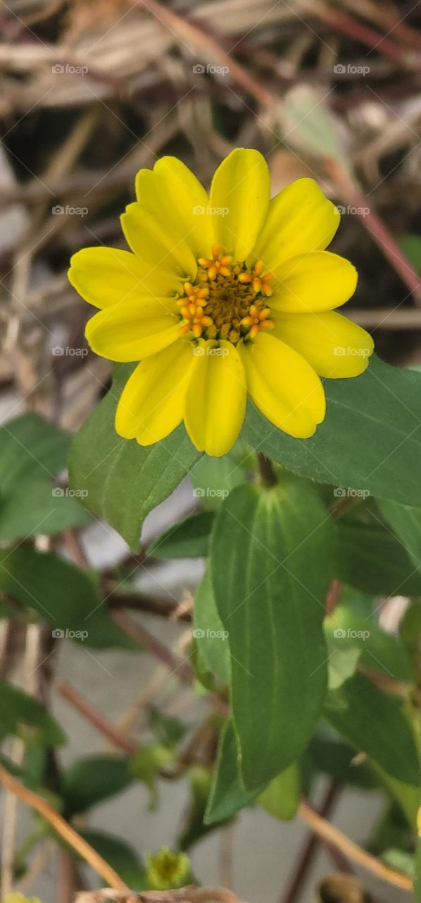 Zinnia angustifolia Kunth