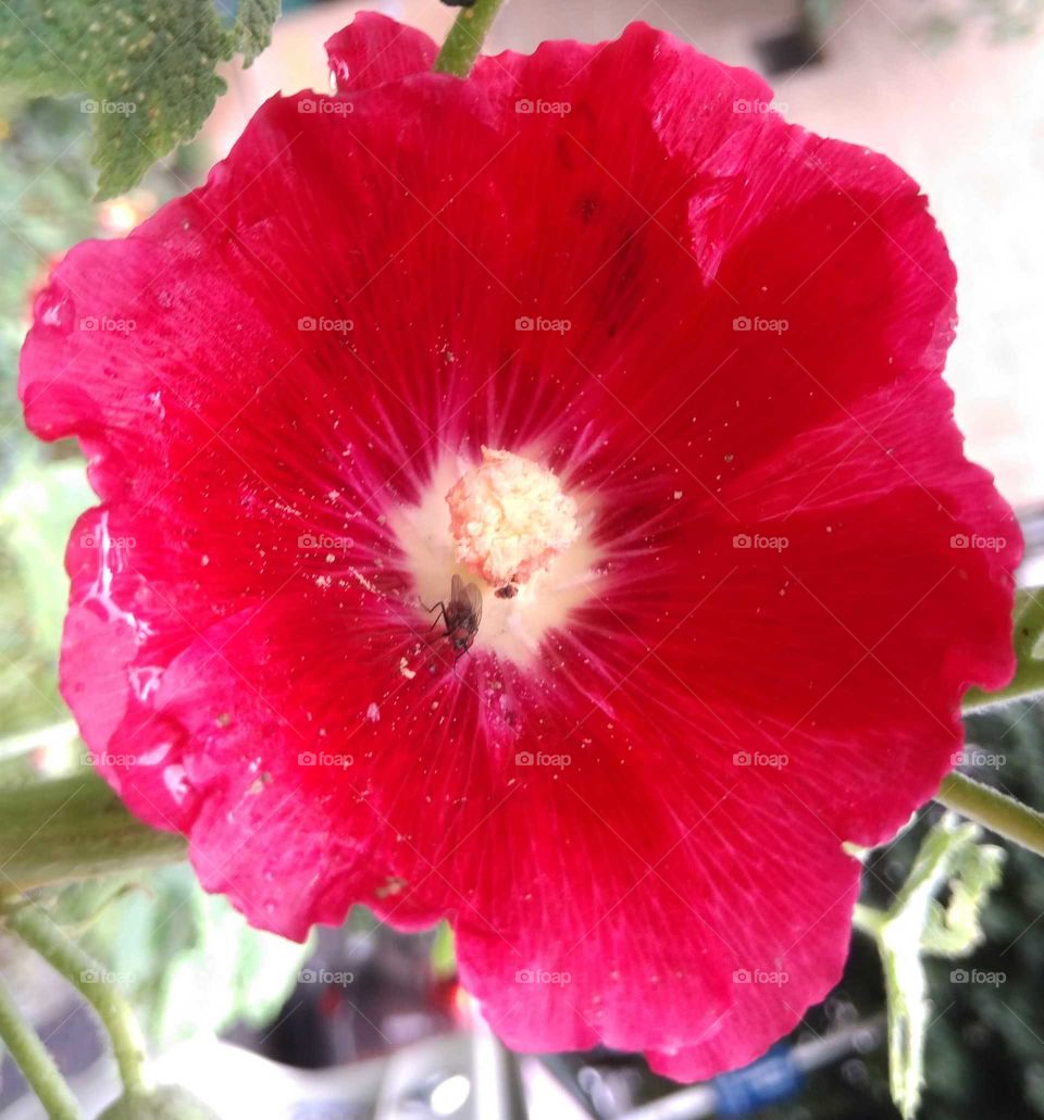 The flower and the insect