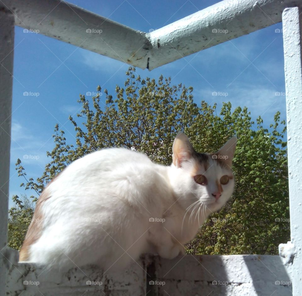 cat on a balcony