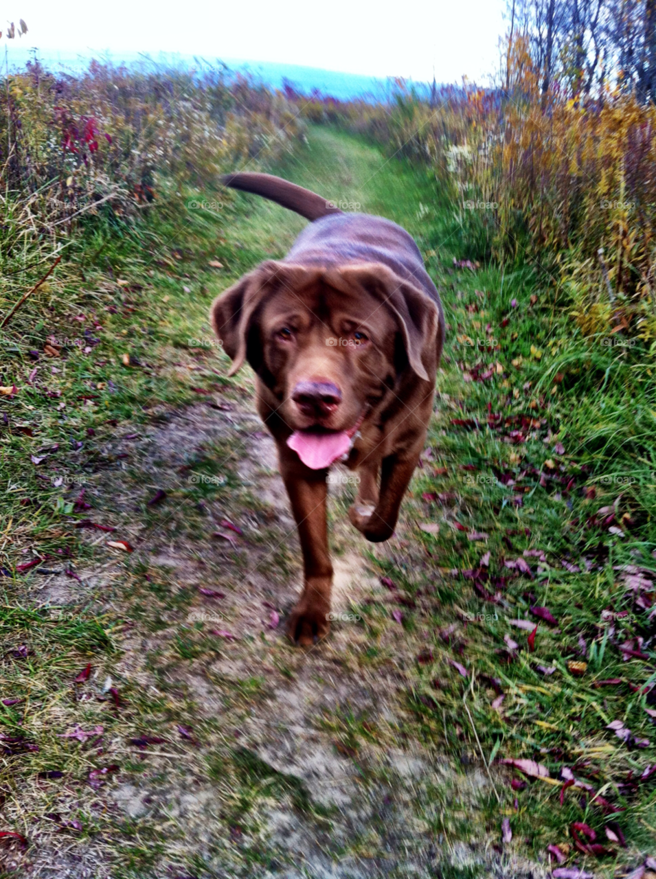 hike lab oak creek by doug414