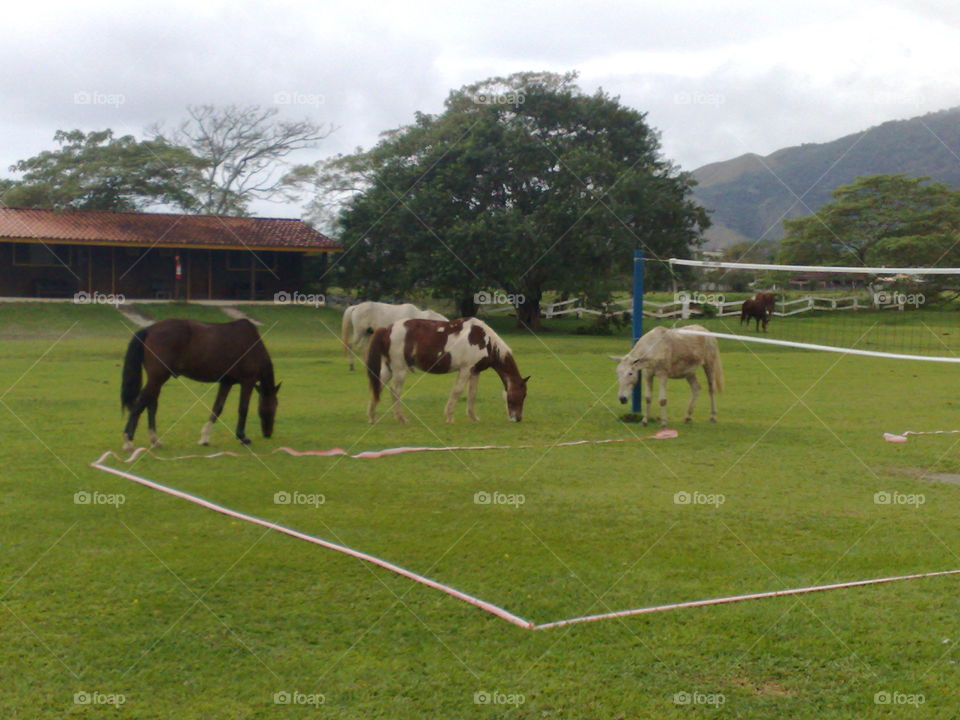Cavalos no campo