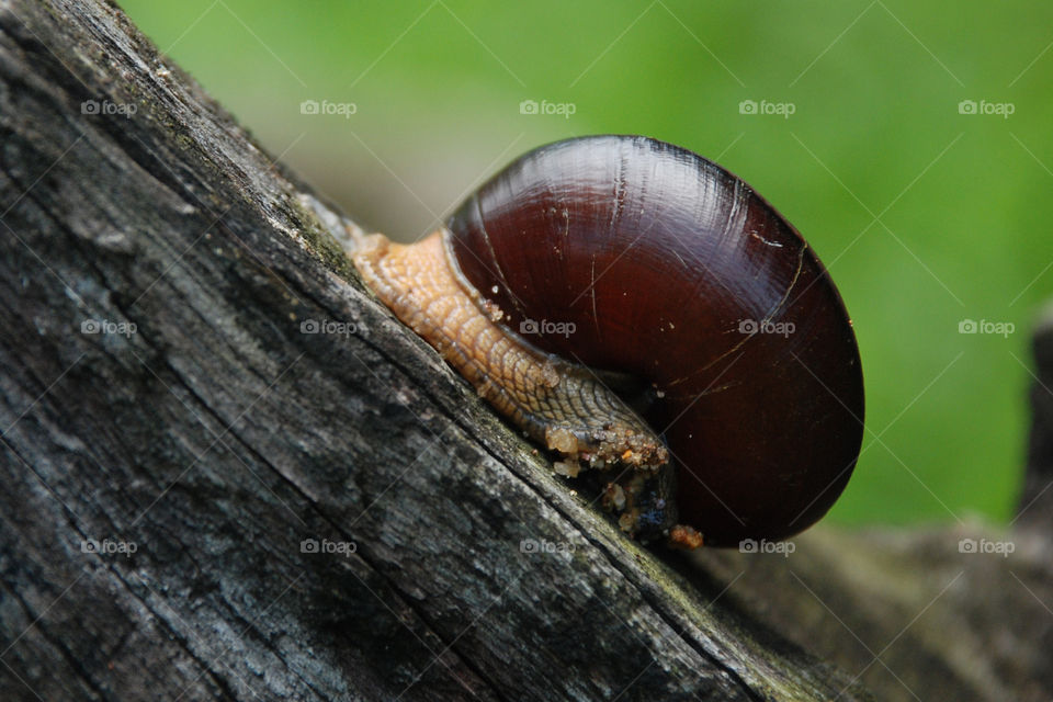 snail