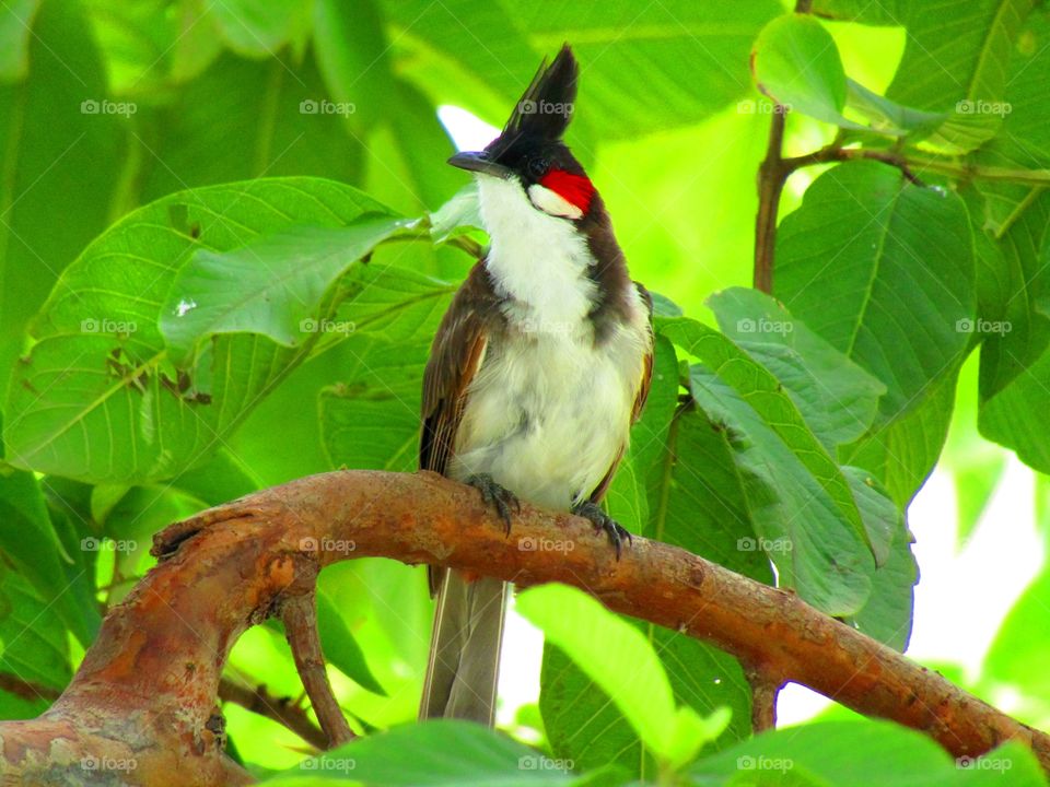 The red-whiskered bulbul (Pycnonotus jocosus), or crested bulbul, is a passerine bird found in Asia. It is a member of the bulbul family.