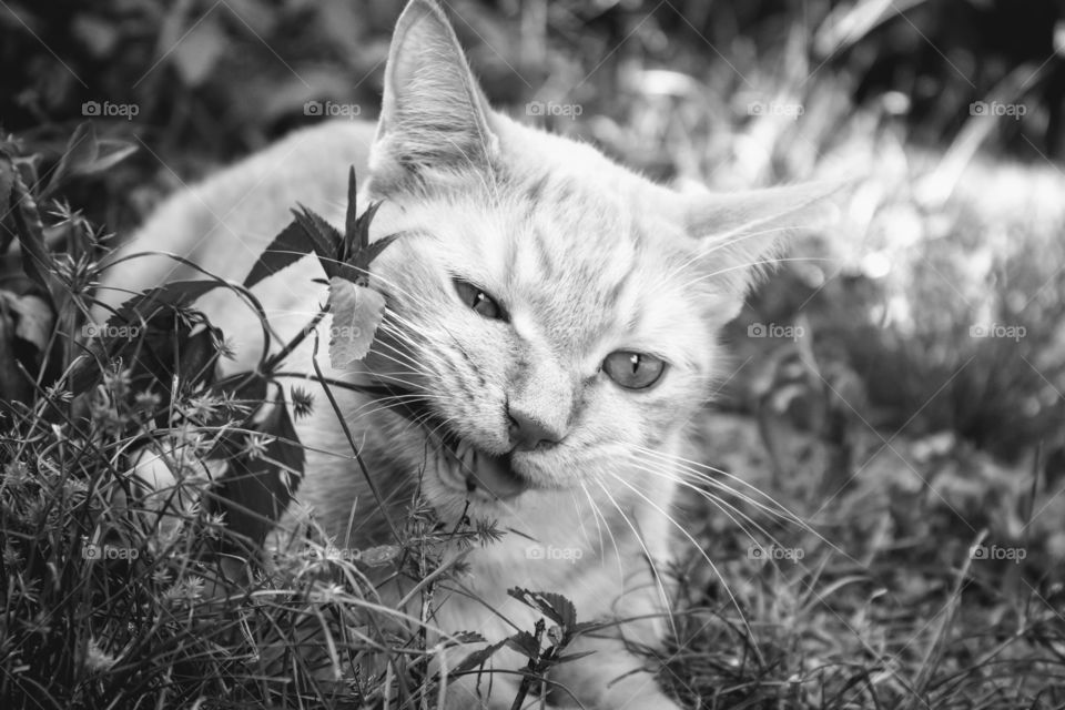 Tabby cat chewing on leaves outdoors