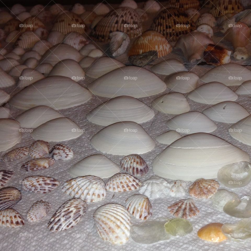 Seashells 
