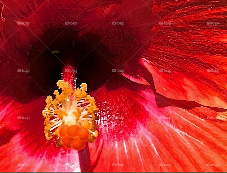 Close up of a hibiscus stamen