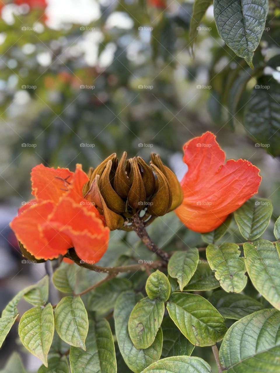 Orange Flowers . Color of spring 