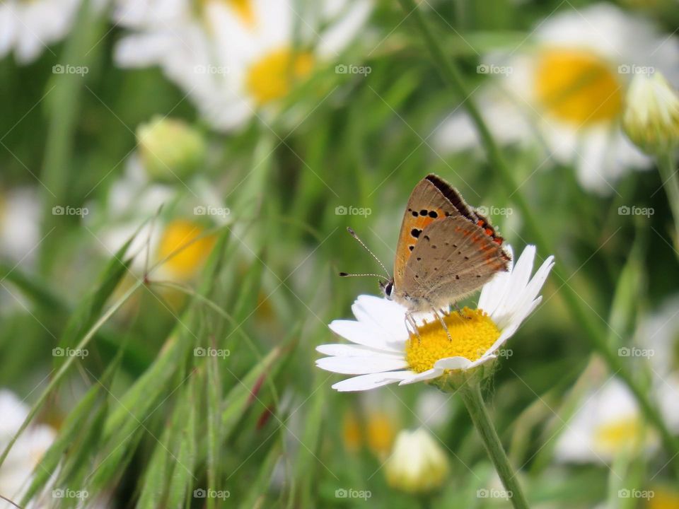 Butterfly on a chamomile flower