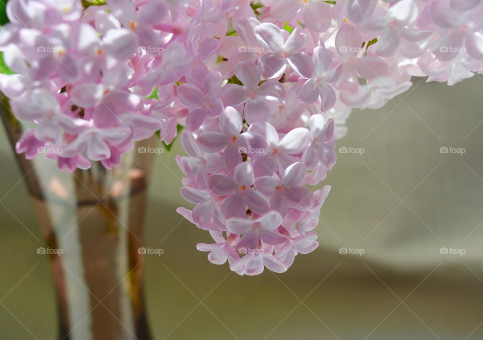 purple 💜 lilac flowers in vase