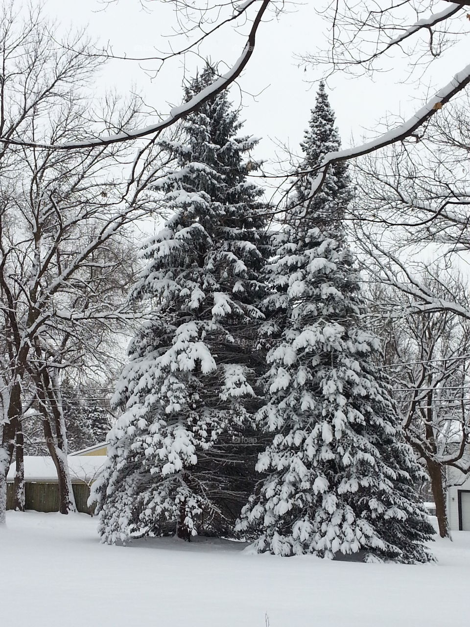 Snow on my pines