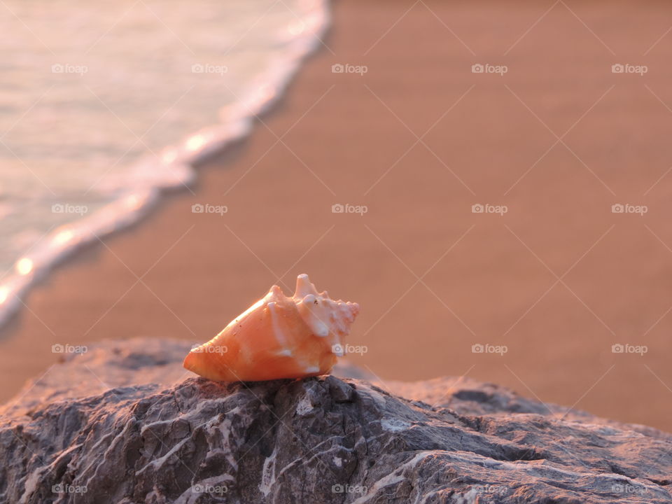 Shell on the rock
