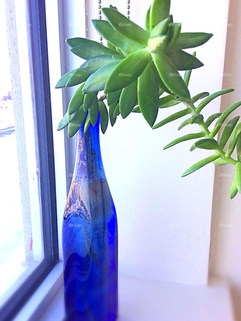 House plant in vase