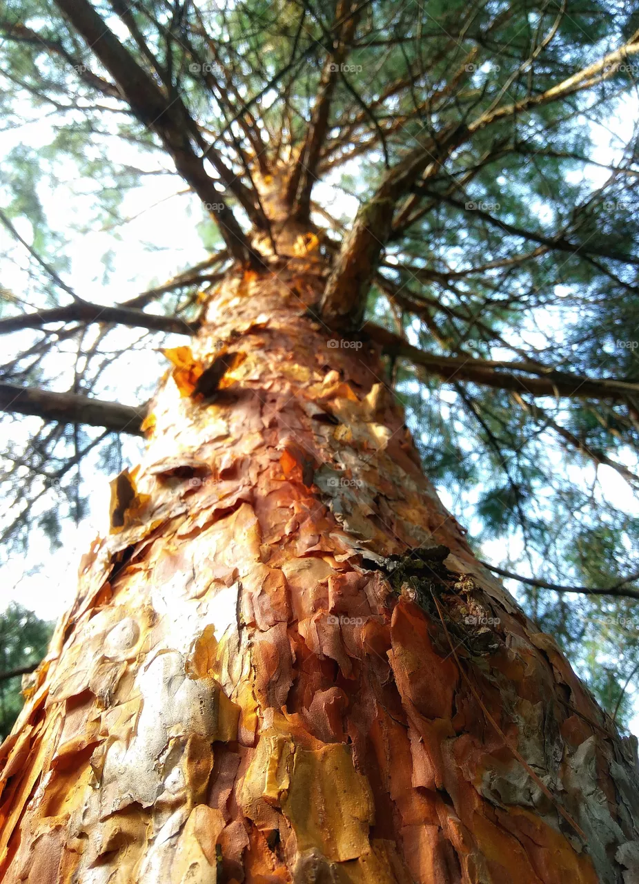 Old pine