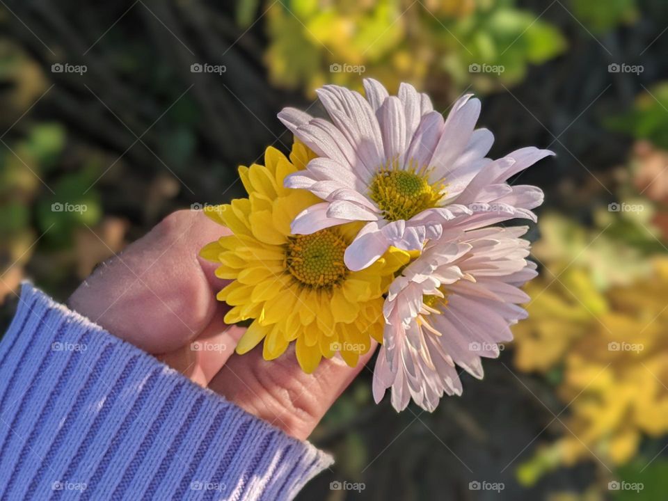 yellow and white chamomile