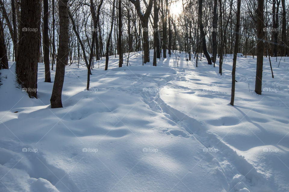 Snowy winter forest background with sun burst and path 