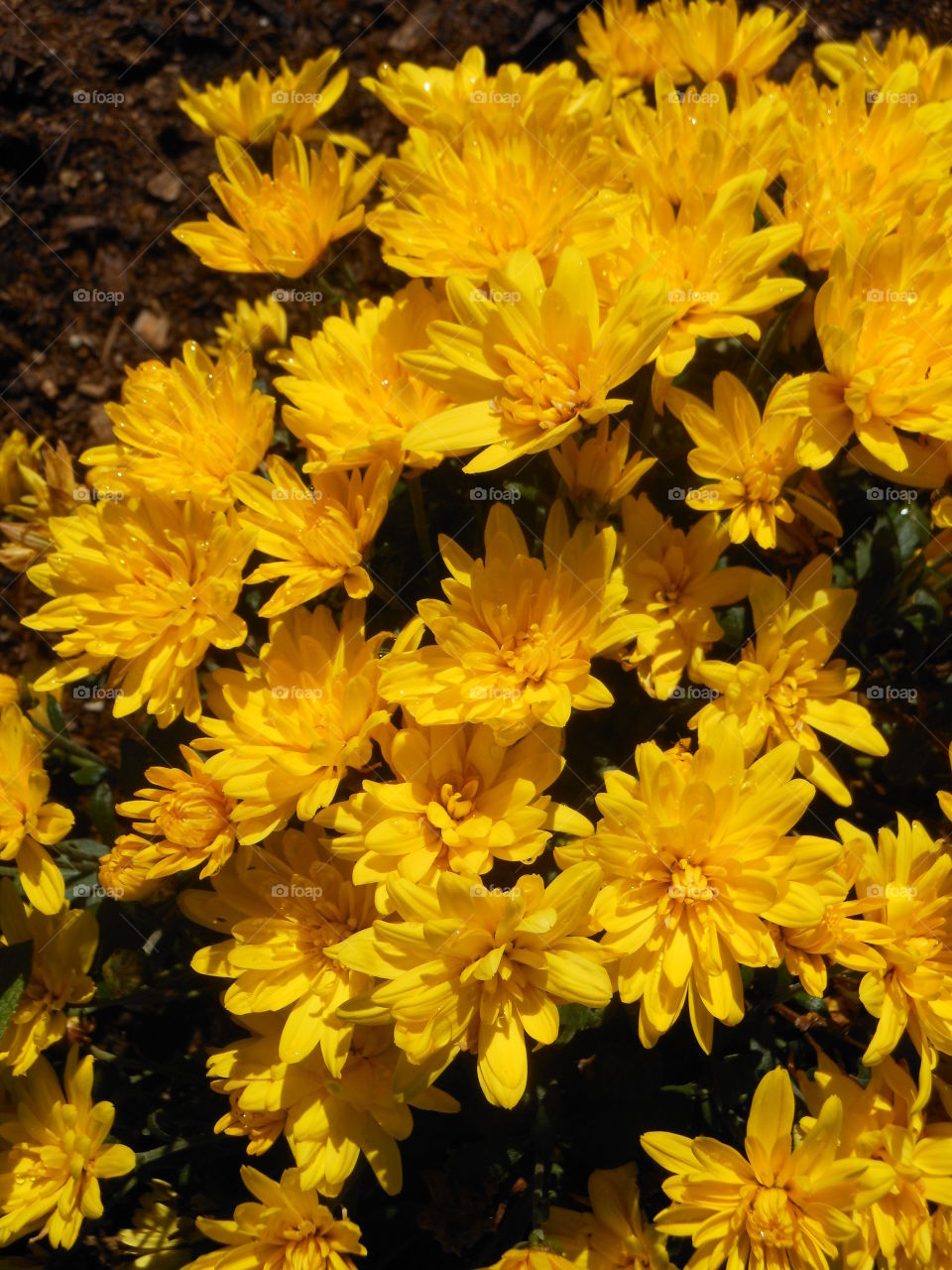 Yellow flower patch