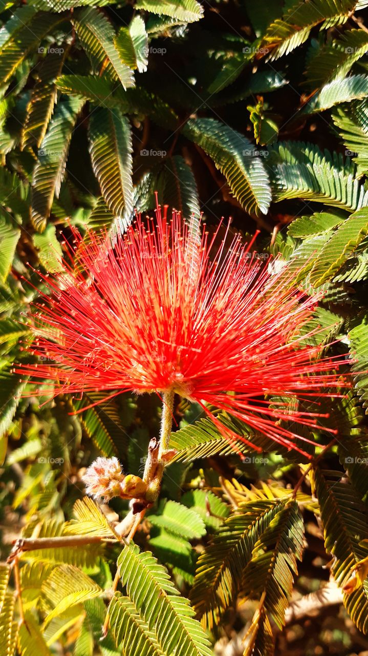 Delicadeza de flor, encanta pela fragilidade e simplicidade.