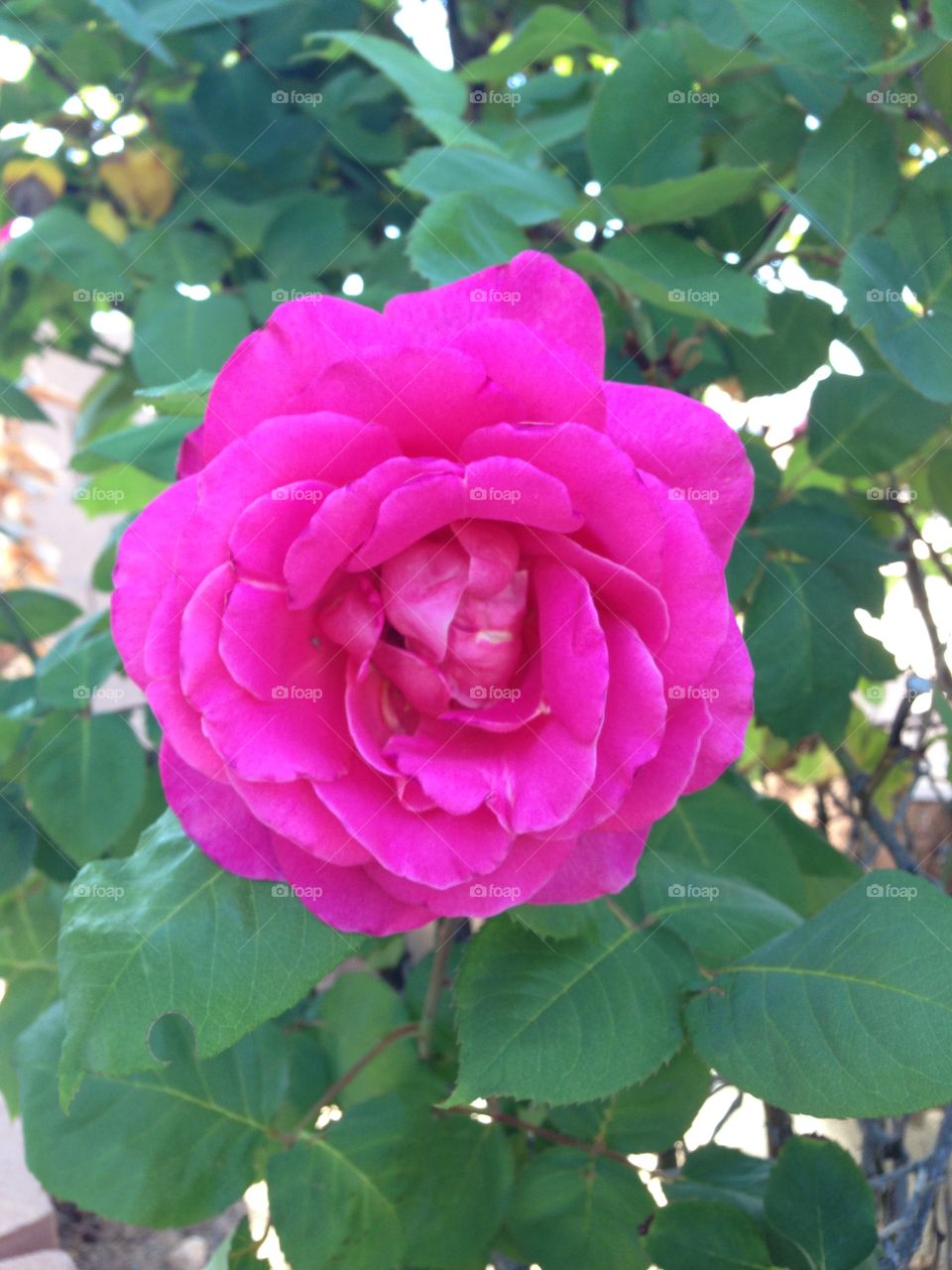 Pink flower. Backyard flower in bloom