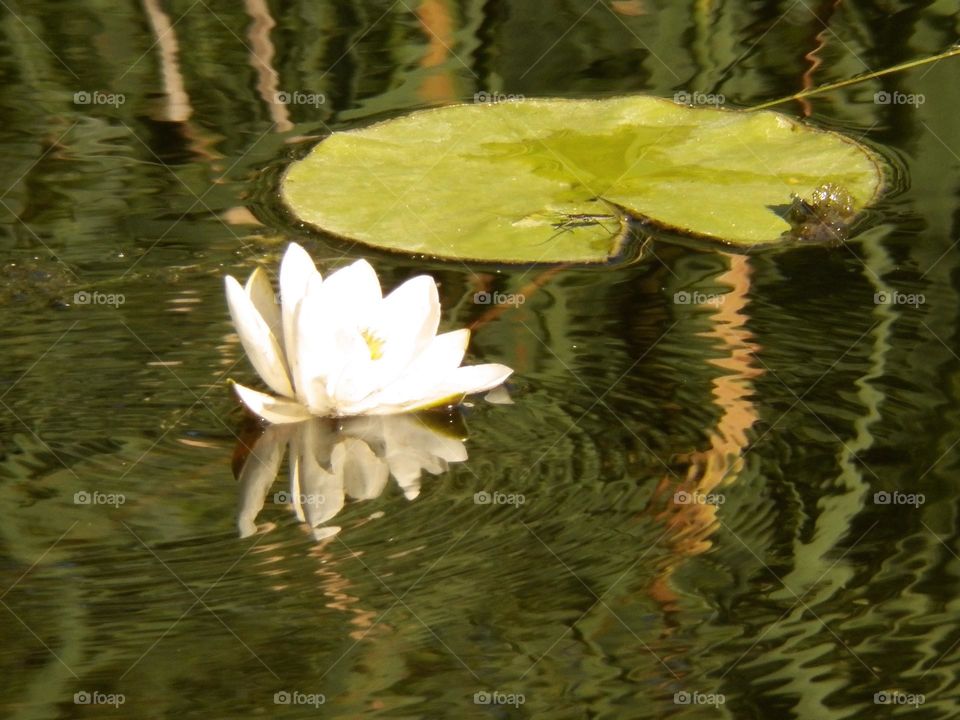 Lac, insect et nenuphar
