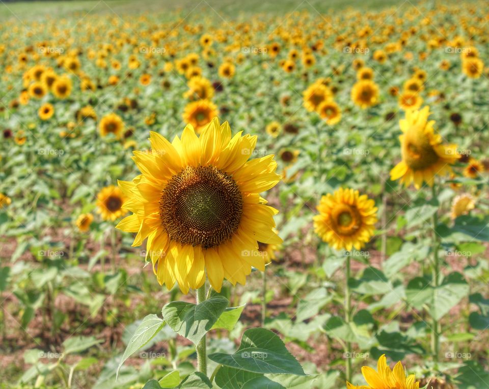 A field of yellow sunflowers.