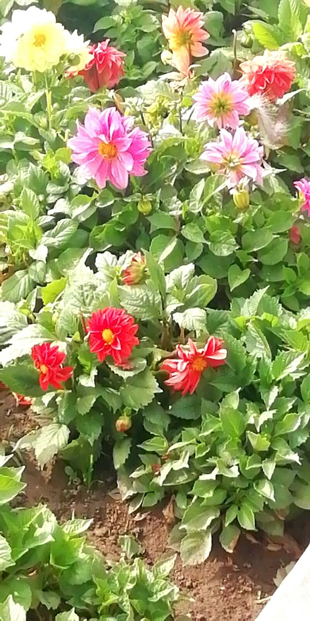 Flores