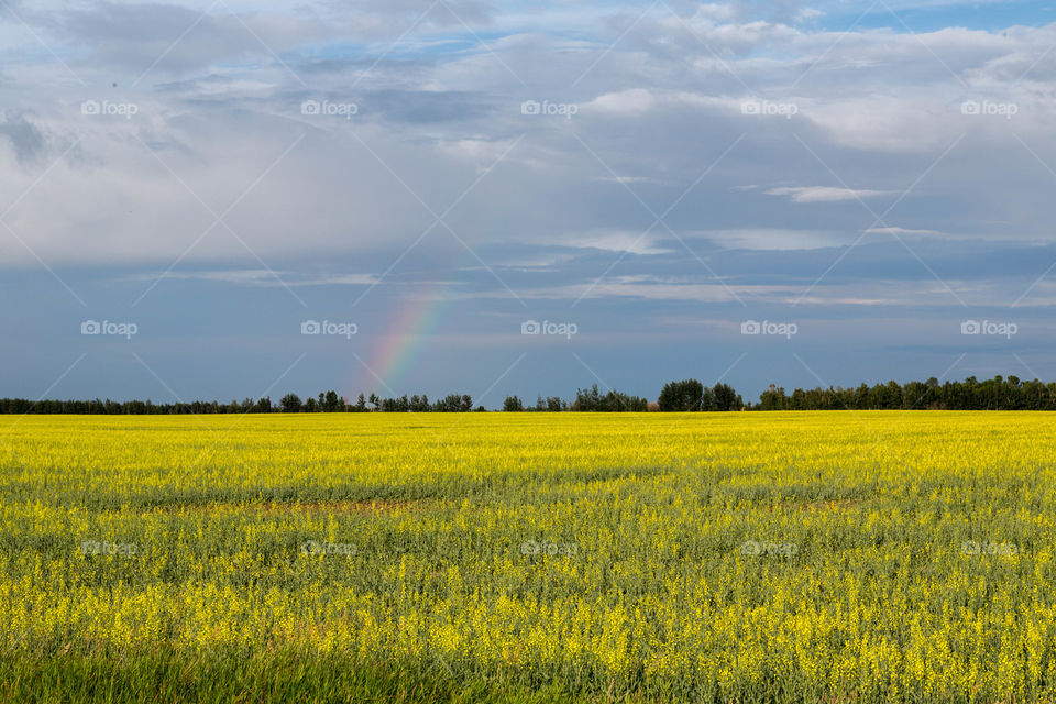 Rainbow in Canola