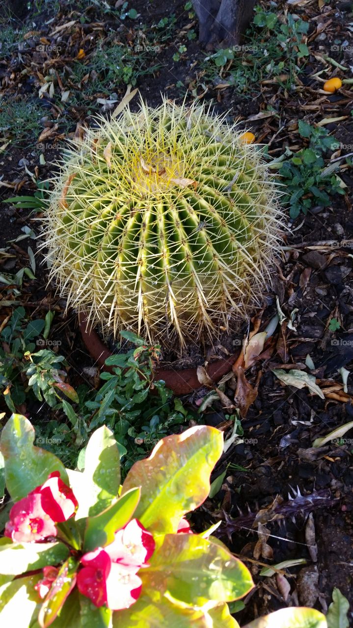 Barrel Cactus. Barrel Cactus 