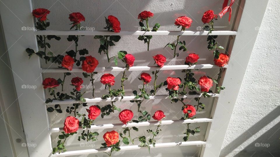 I always dream to build my balcony garden to be like this so i j put some roses on door as decoration to live my dream 