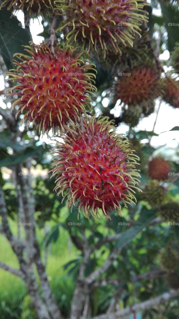 Rambutan fruit in Malaysia