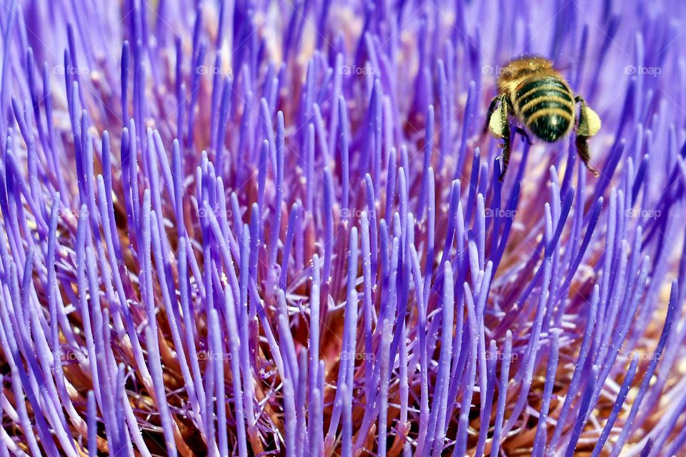 Bee on purple flower 