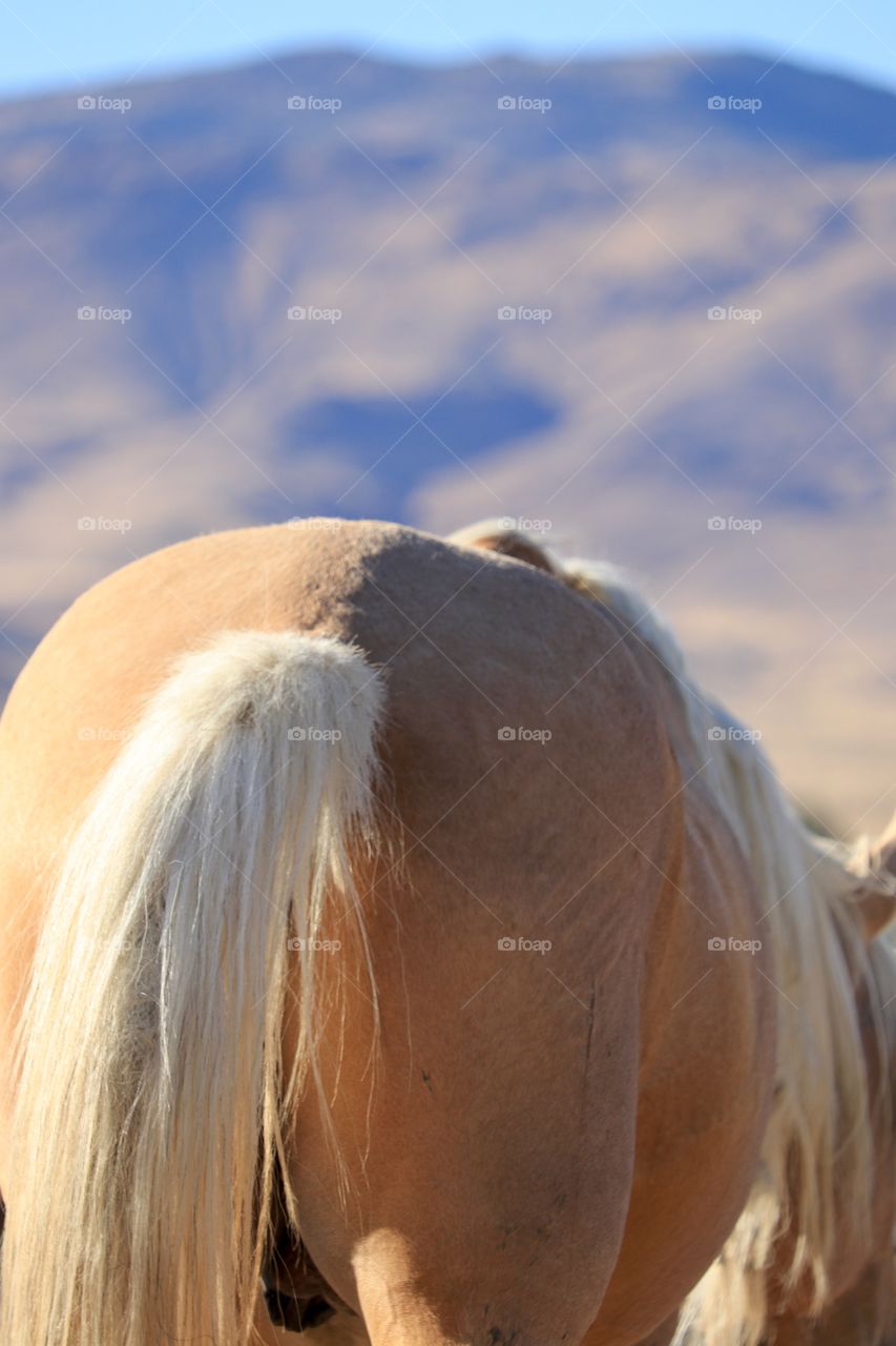 Backside of a wild mustang Palomino horse in the Sierra Nevada mountains 