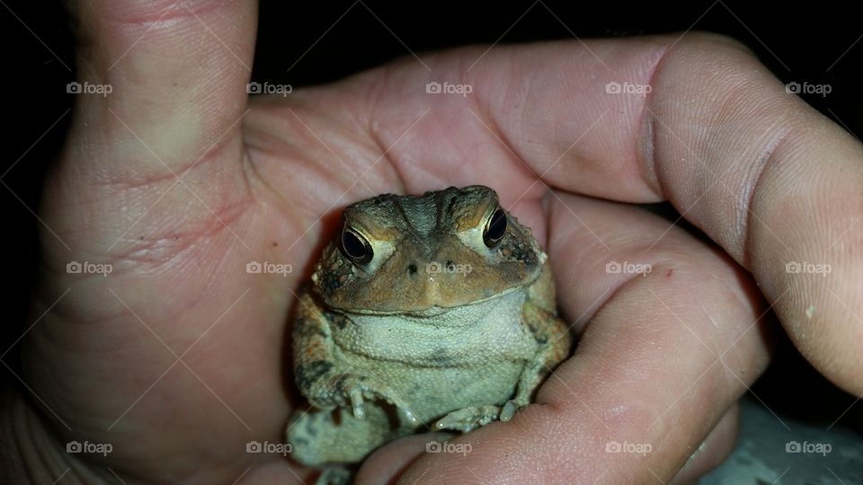 toad