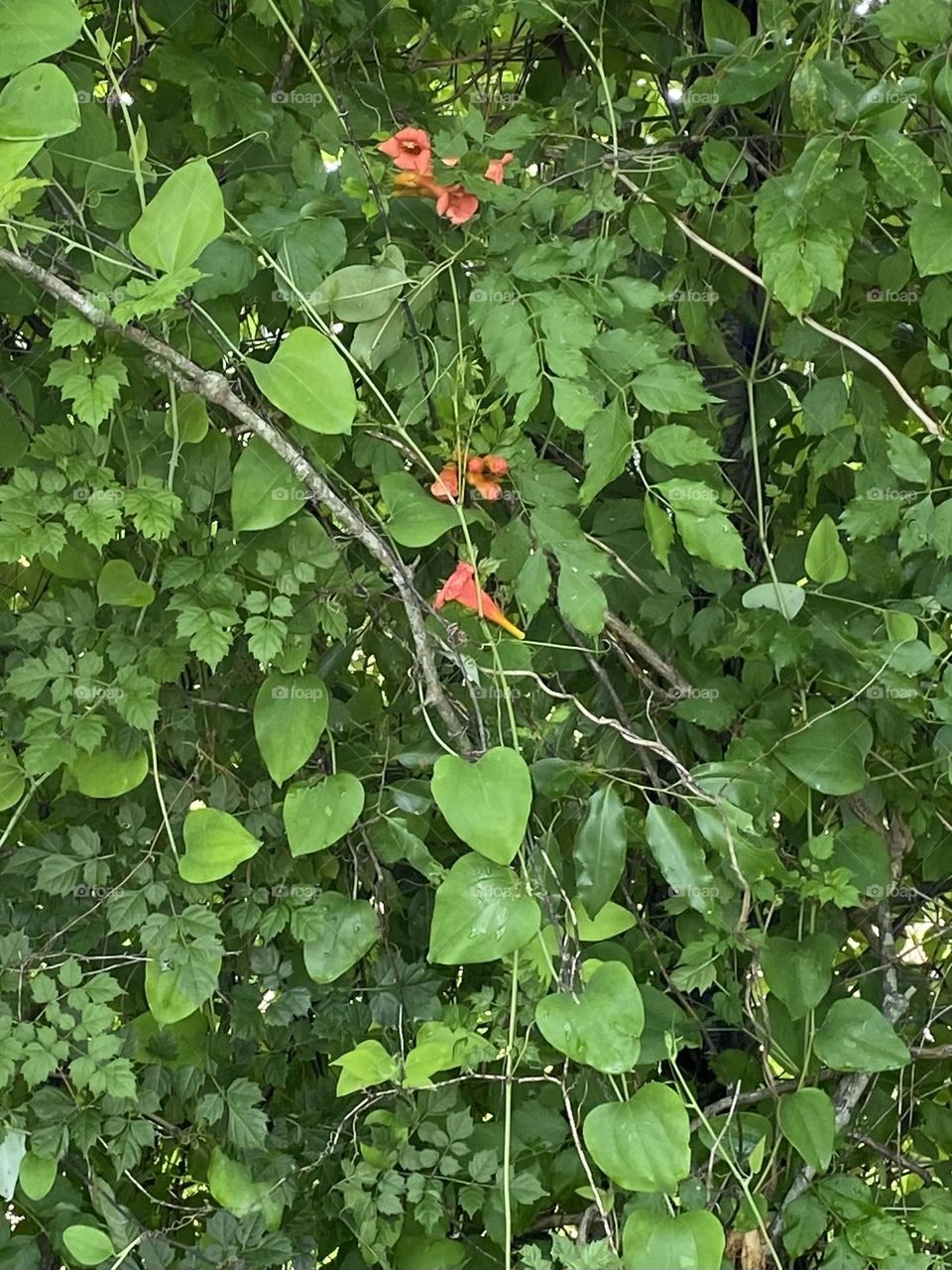 Beauty on the leaves 