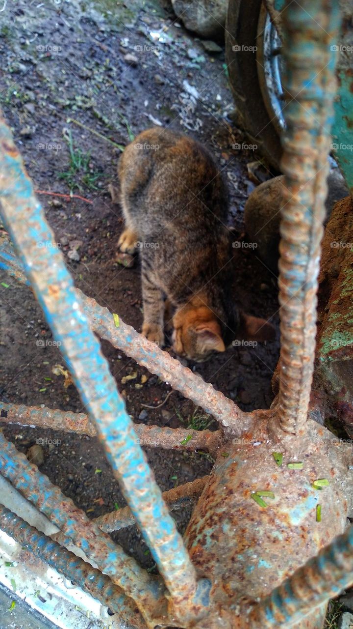 Behind the wheel is a cat eating