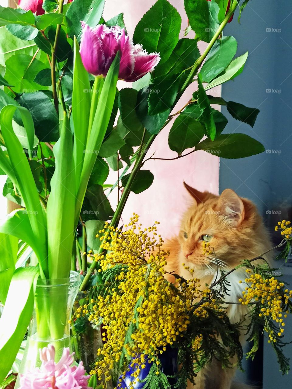 ginger cat, sleeping cat, midsection, ginger, animal, pets, friend, family member