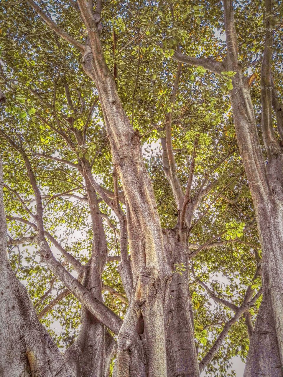 Close-up of tree trunk