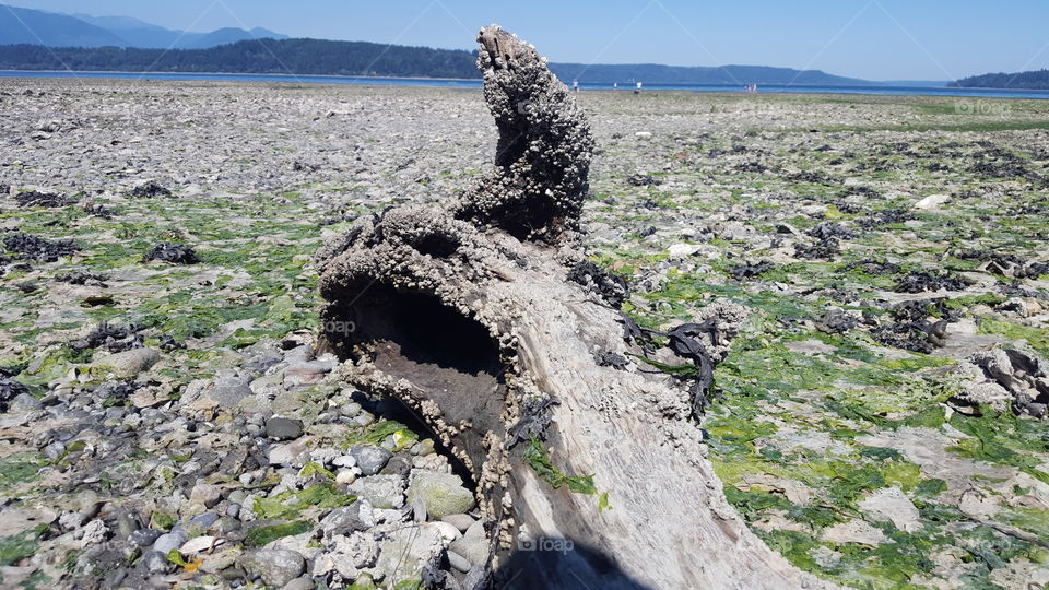 Tide Flat stump