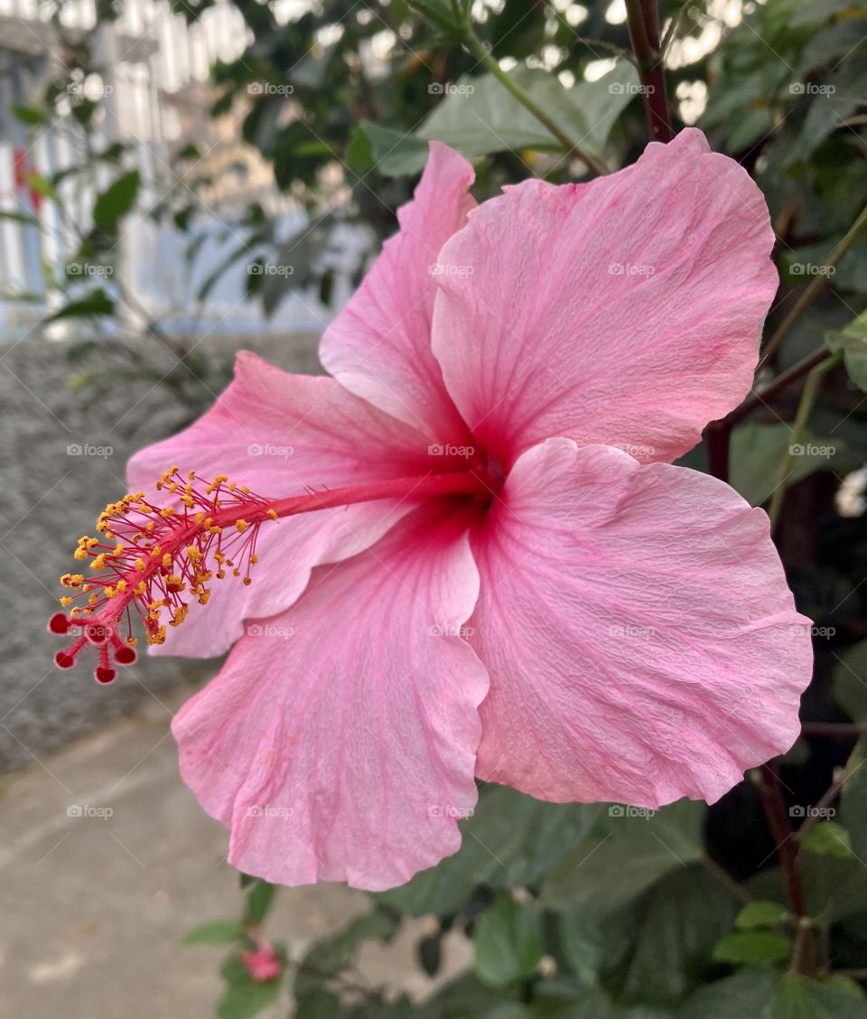 HIBISCOS / HIBISCS -🌹 🇺🇸 Very beautiful flowers to brighten our day.  Live nature and its beauty. Did you like the delicate petals? / 🇧🇷 Flores muito bonitas para alegrar nosso dia. Viva a natureza e sua beleza. Gostaram das pétalas delicadas? 