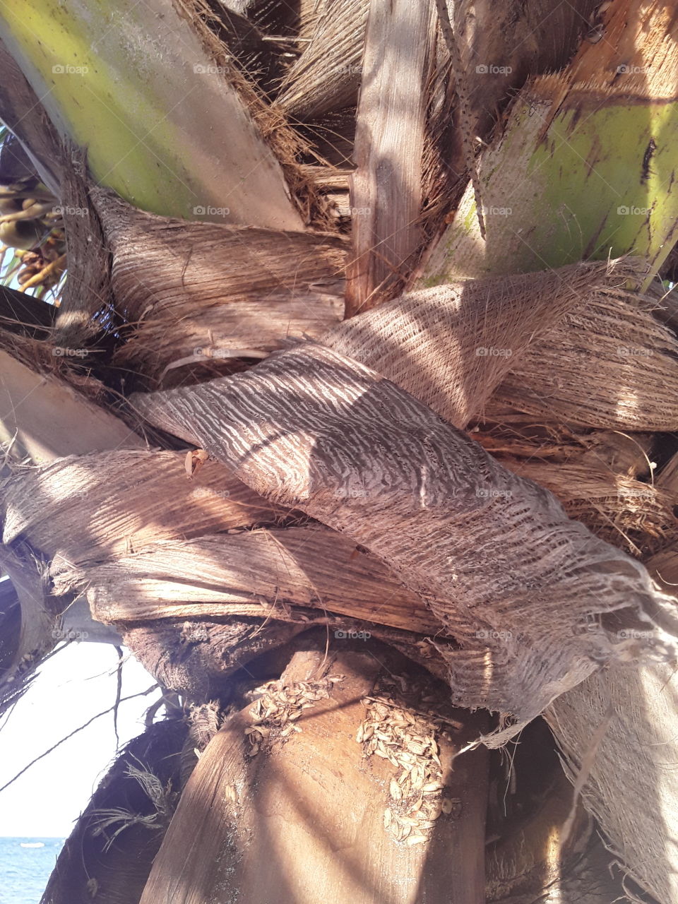 it's amazing how new palm leaves appear, their base is wrapped in an extraordinary material