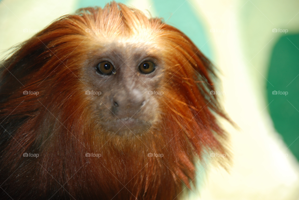animal monkey by jama