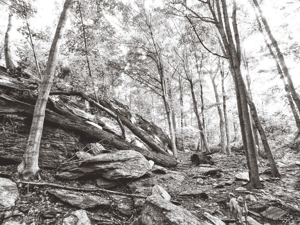 Walkabout at Lake Mohegan in Fairfield, CT