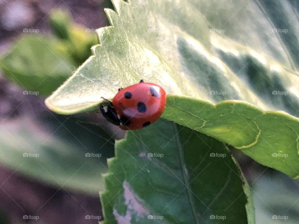 Beautiful ladybug on a green leaves 