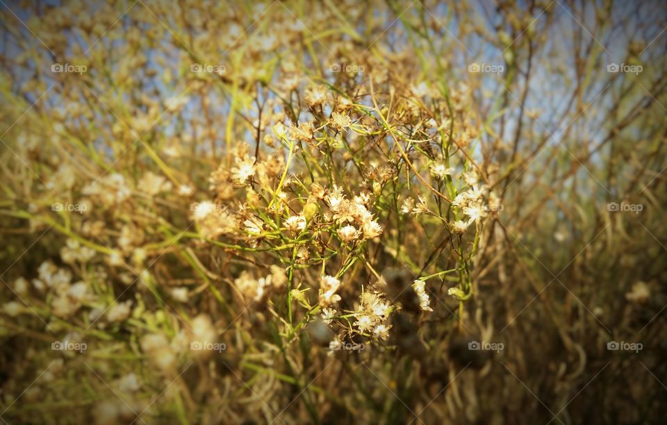 Baby's Breath