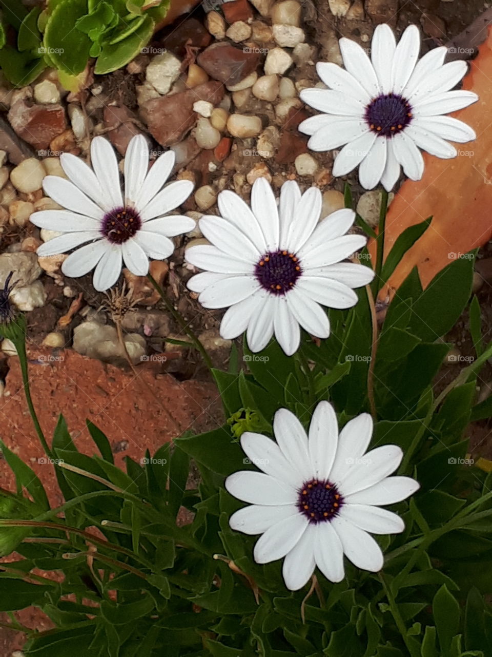 white daisies